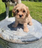 Max, a male Cockapoo for sale in Jenkins, MO – 2 of 4