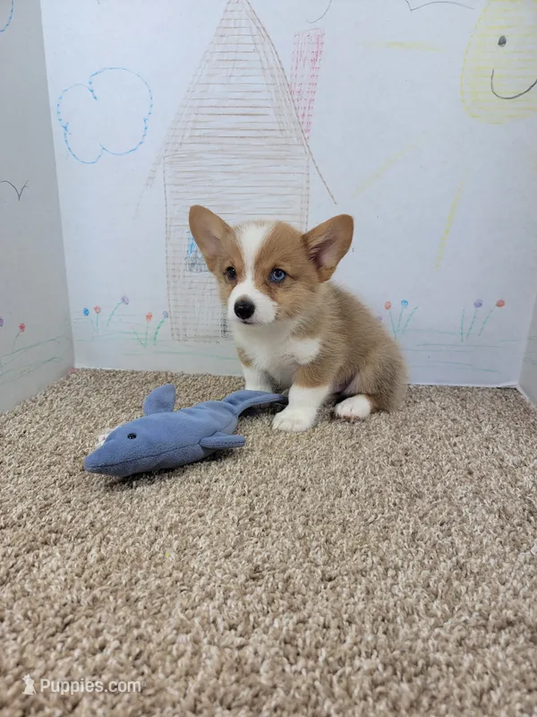 Brady – Pembroke Welsh Corgi puppy for sale in Jenkins, MO