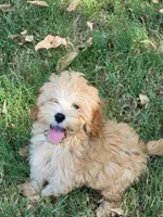 Millie, a female Cockapoo for sale in Jenkins, MO – 7 of 8