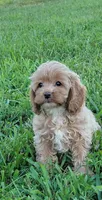 Poppi, a female Cockapoo for sale in Jenkins, MO – 2 of 4