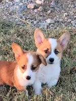 Jessie, a male Pembroke Welsh Corgi for sale in Jenkins, MO – 2 of 5
