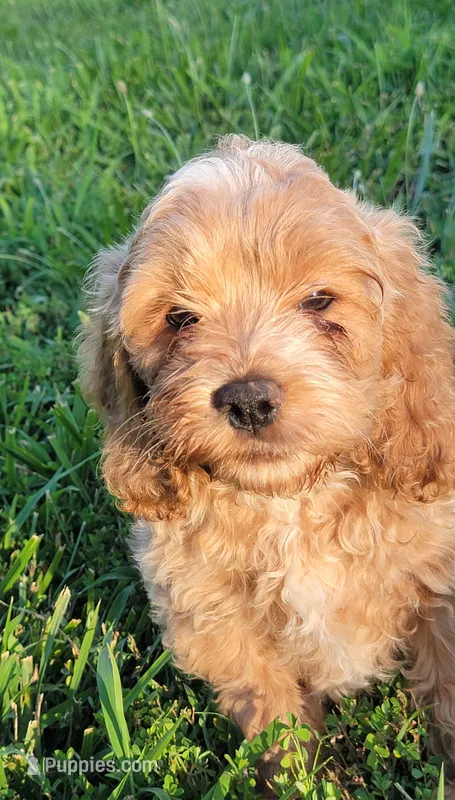 Bentley  – Cockapoo puppy for sale in Jenkins, MO