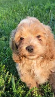 Bentley , a male Cockapoo for sale in Jenkins, MO – 1 of 4