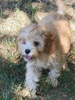 Millie, a female Cockapoo for sale in Jenkins, MO – 2 of 5