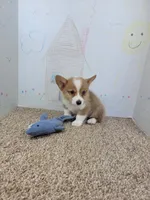 Brady, a male Pembroke Welsh Corgi for sale in Jenkins, MO – 3 of 4