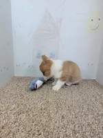 Corky, a male Pembroke Welsh Corgi for sale in Jenkins, MO – 4 of 4