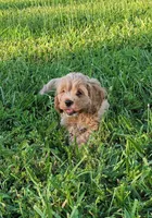 Winston, a male Cockapoo for sale in Jenkins, MO – 3 of 4