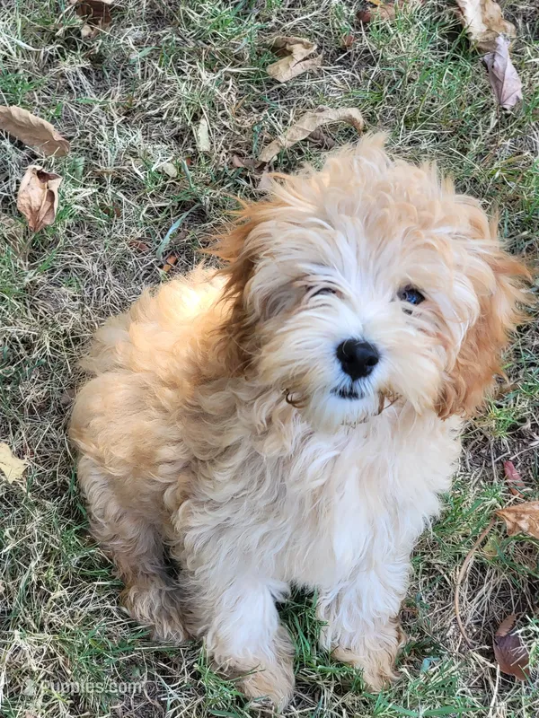 Millie – Cockapoo puppy for sale in Jenkins, MO