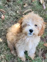 Millie, a female Cockapoo for sale in Jenkins, MO – 1 of 8