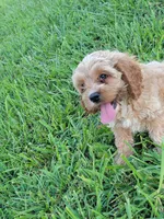 Buster, a male Cockapoo for sale in Jenkins, MO – 3 of 3