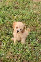 Millie, a female Cockapoo for sale in Jenkins, MO – 4 of 5