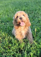 Bentley , a male Cockapoo for sale in Jenkins, MO – 4 of 4