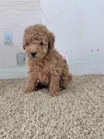 Sophie, a female Poodle - Miniature  for sale in Jenkins, MO – Photo 2 of 4