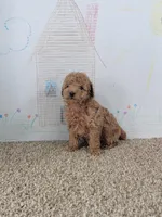 Sophie, a female Poodle - Miniature  for sale in Jenkins, MO – Photo 3 of 4