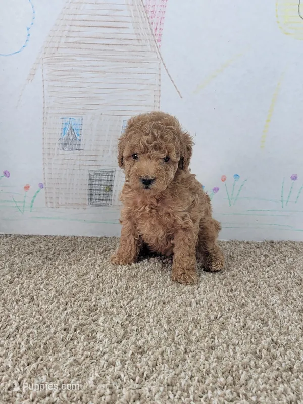 Sophie – Poodle - Miniature  puppy for sale in Jenkins, MO