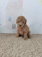 Sophie, a female Poodle - Miniature  for sale in Jenkins, MO – Photo 1 of 4