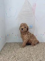 Sophie, a female Poodle - Miniature  for sale in Jenkins, MO – Photo 4 of 4