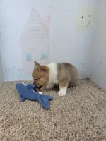 Cowboy, a male Pembroke Welsh Corgi for sale in Jenkins, MO – 3 of 4