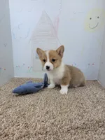 Copper, a male Pembroke Welsh Corgi for sale in Jenkins, MO – 3 of 4