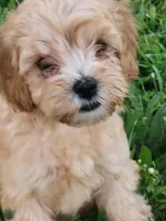 Abby, a female Cockapoo for sale in Jenkins, MO – 3 of 4