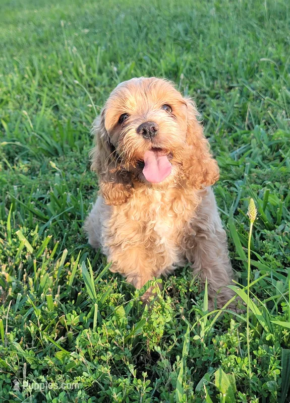 Sam – Cockapoo puppy for sale in Jenkins, MO