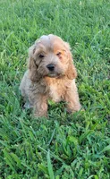 Sam, a male Cockapoo for sale in Jenkins, MO – 3 of 4