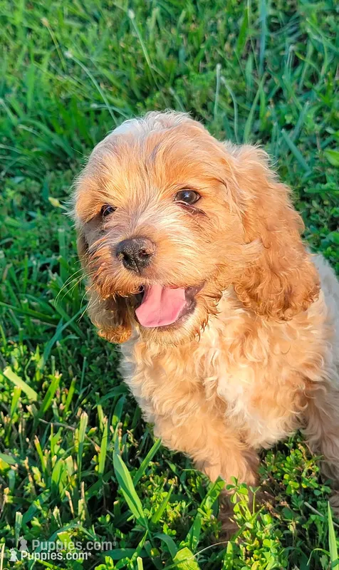 Sam – Cockapoo puppy for sale in Jenkins, MO