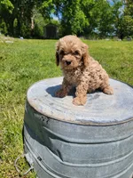 Teddy, a male Cockapoo for sale in Jenkins, MO – 4 of 4