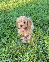 Winston, a male Cockapoo for sale in Jenkins, MO – 2 of 4