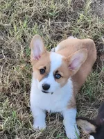 Jessie, a male Pembroke Welsh Corgi for sale in Jenkins, MO – 4 of 5