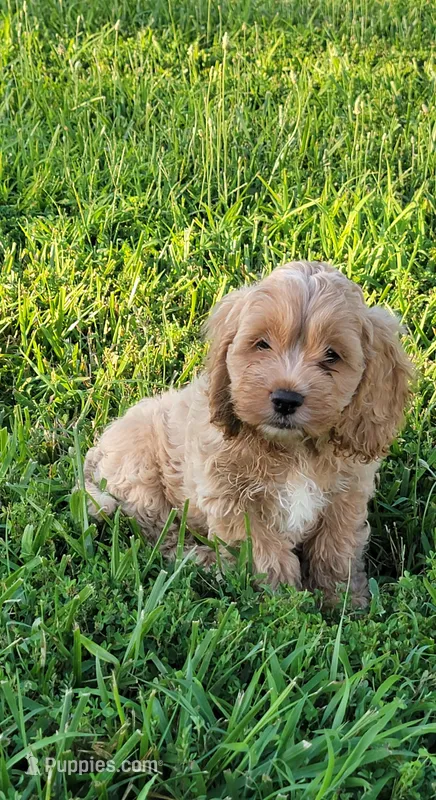 Winston – Cockapoo puppy for sale in Jenkins, MO