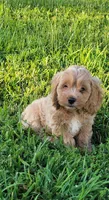Winston, a male Cockapoo for sale in Jenkins, MO – 1 of 4