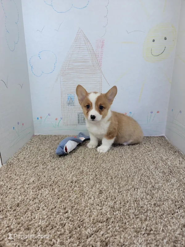 Corky – Pembroke Welsh Corgi puppy for sale in Jenkins, MO