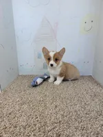 Corky, a male Pembroke Welsh Corgi for sale in Jenkins, MO – 1 of 4