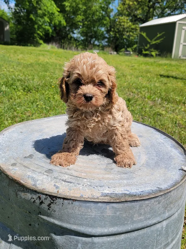 Teddy – Cockapoo puppy for sale in Jenkins, MO