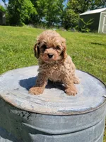 Teddy, a male Cockapoo for sale in Jenkins, MO – 1 of 4