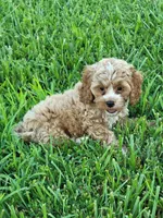Benny, a male Cockapoo for sale in Jenkins, MO – 3 of 4