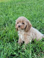 Poppi, a female Cockapoo for sale in Jenkins, MO – 3 of 4
