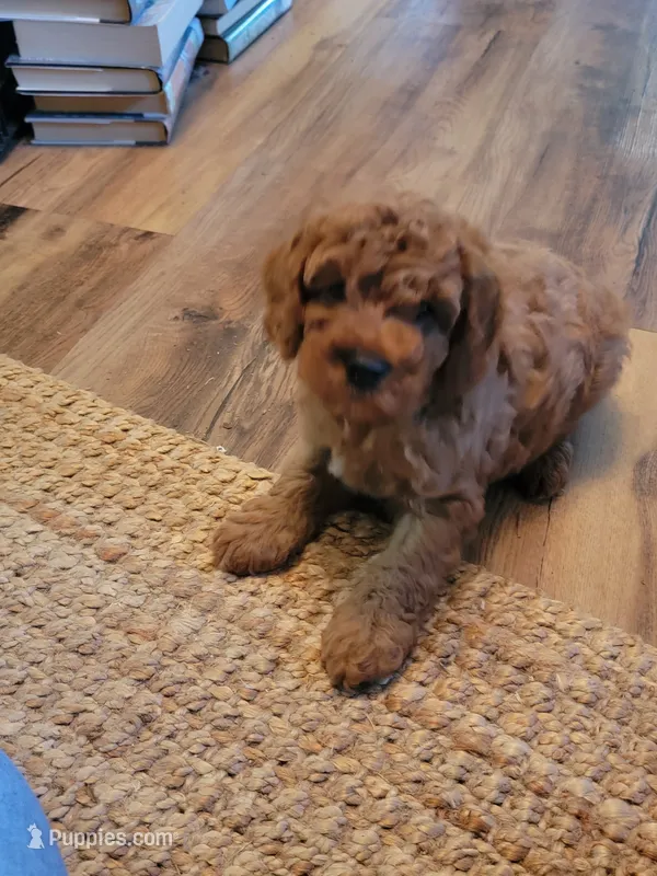 Toby – Cockapoo puppy for sale in Jenkins, MO