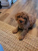 Toby, a male Cockapoo for sale in Jenkins, MO – 1 of 4