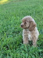 Poppi, a female Cockapoo for sale in Jenkins, MO – 4 of 4