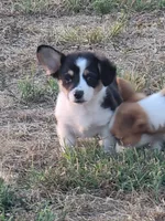 Scout, a female Pembroke Welsh Corgi for sale in Jenkins, MO – 3 of 5