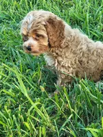 Benny, a male Cockapoo for sale in Jenkins, MO – 4 of 4