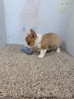 Corky, a male Pembroke Welsh Corgi for sale in Jenkins, MO – 2 of 4