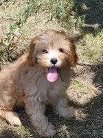 Millie, a female Cockapoo for sale in Jenkins, MO – 3 of 5