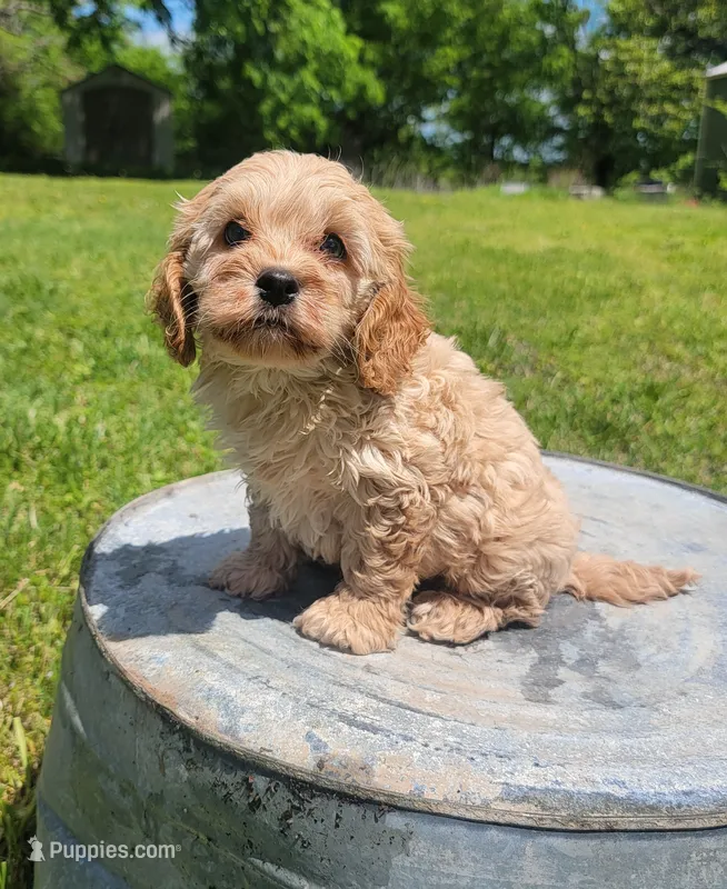 Max – Cockapoo puppy for sale in Jenkins, MO