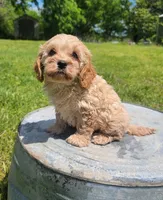 Max, a male Cockapoo for sale in Jenkins, MO – 1 of 4