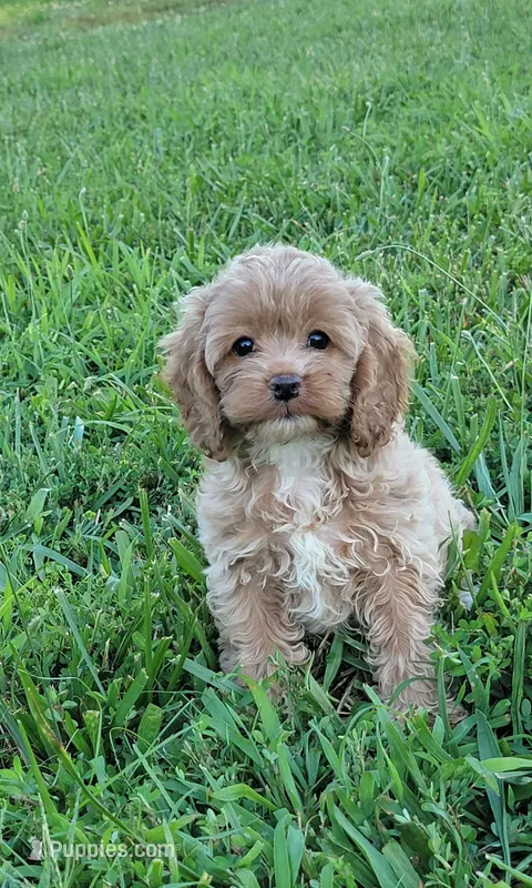 Poppi – Cockapoo puppy for sale in Jenkins, MO