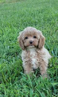 Poppi, a female Cockapoo for sale in Jenkins, MO – 1 of 4
