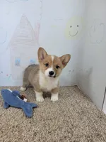 Cowboy, a male Pembroke Welsh Corgi for sale in Jenkins, MO – 2 of 4